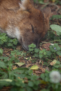 Dhole (Cuon alpinus) in the zoo. The animal is sleeping on the ground in the forest.