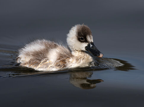 Cisne coscoroba bebe ave