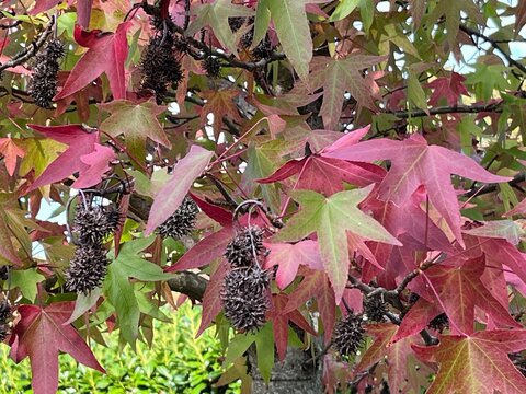 Bunte Bl&auml;tter am Baum bei beginnender herbstlicher Laubf&auml;rbung 