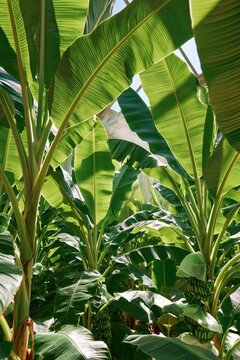 Banana plantation interior with tall green leaves and hanging fruit clusters under bright sunlight