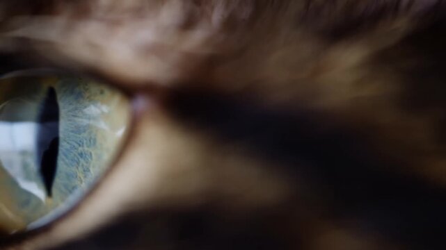 Extreme close-up of a cat eye moving across striped fur with green-gold iris reflections. Pet care advertising, veterinary education, and animal behavior documentaries.