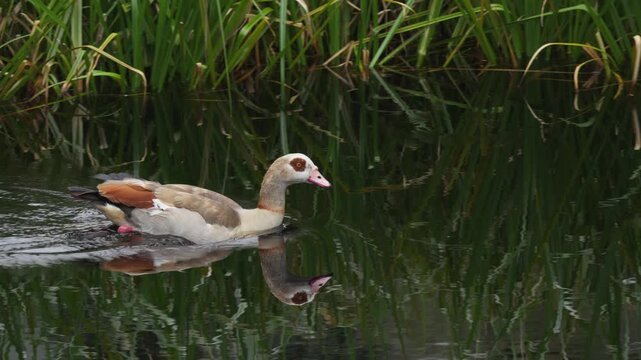 Egyptian goose swimming in the Disa River at Betty&rsquo;s Bay. Peaceful river scene with waterfowl on the Whale Coast, Overberg, Western Cape, South Africa.