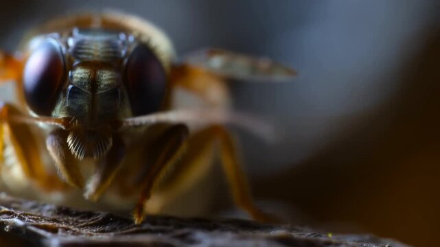 Unidentified brown insect crawling across a rough natural surface in extreme macro close-up. Entomology education, nature documentaries, and biology presentations.