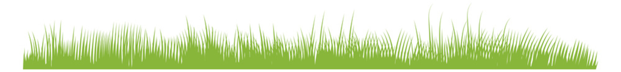 Obraz premium Growing grass border. Horizontal greenery. Botanical lush