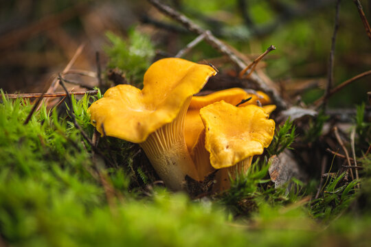 Cluster of yellow chanterelle mushrooms growing in the moss in a forest in autumn