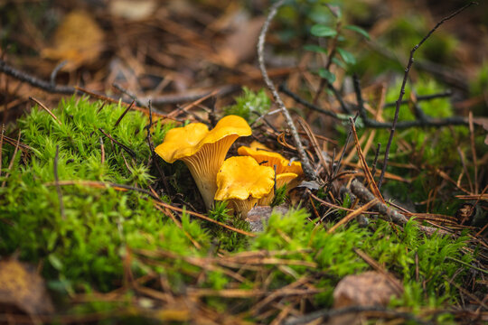 Cluster of yellow chanterelle mushrooms growing in the moss in a forest in autumn
