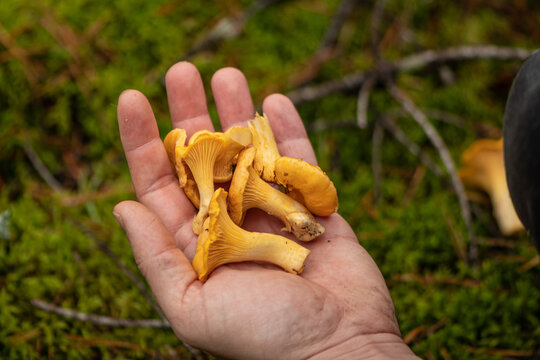 Man's hand holding a small bundle of freshly foraged golden chanterelle mushrooms in a forest in autumn 