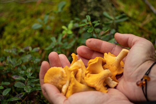 Man's hands holding a small bundle of freshly foraged golden chanterelle mushrooms in a forest in autumn 