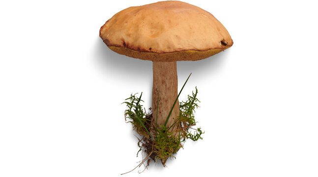 mushroom, edible mushroom, boletus, porcini mushroom, mushroom PNG, boletus PNG, fungus PNG, PNG