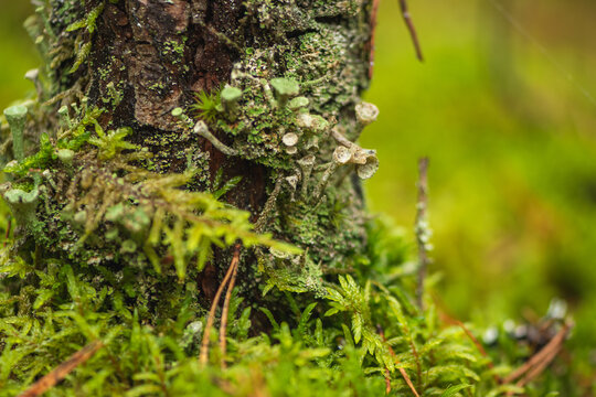 Decaying tree stump heavily blanketed in dense green moss sitting on a lush forest floor in autumn