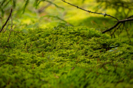Enchanting, close-up view of a vibrant green forest floor blanketed in thick, lush moss in autumn