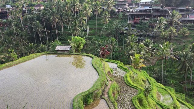 Aerial view of Tegallalang rice terraces in Bali, lush tropical landscape with traditional irrigation system, terraced paddies, palm trees, mountain backdrop, peaceful travel destination, agriculture