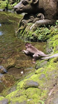 Baby long tailed macaque foraging near ancient mossy stone statue in Bali Ubud, exotic wildlife encounter in tropical forest temple pond atmosphere