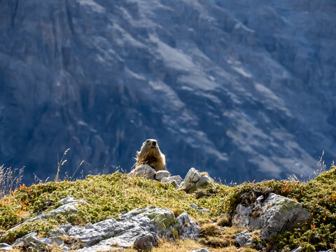 marmotte observant les alentours dans le massif du thabor