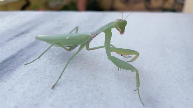 Green praying mantis walks on white surface. It faces forward, rapt with calm observation. Long legs and forelegs hold poised, ready for motion