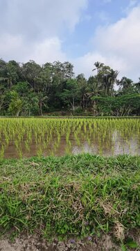 Lush green rice paddies in Tegallalang Bali showcasing flooded fields with young seedlings, tropical forest backdrop under cloudy sky, natural agriculture landscape for travel and rural environment