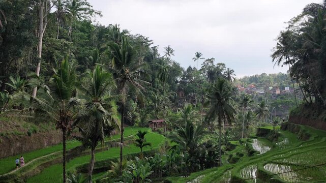 Lush Tegallalang rice terraces in Bali with steep slopes, tropical palm trees, greenery, and walking trails, perfect for travel destination content, nature documentaries, tourism promotion