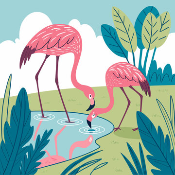 Alimentation de flamants roses color&eacute;s