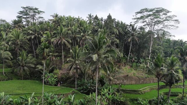 Lush tropical landscape in Tegallalang Bali featuring dense palm tree jungle and vibrant green rice terraces under a cloudy sky, tranquil nature scene perfect for travel, vacation and relaxation
