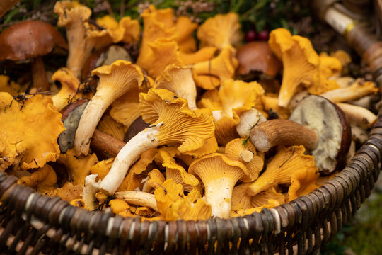 Wicker basket filled with freshly foraged golden chanterelle mushrooms with some specimens of boletus