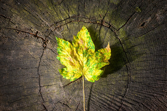 Yellow  Leaf on a Weathered Tree Stump