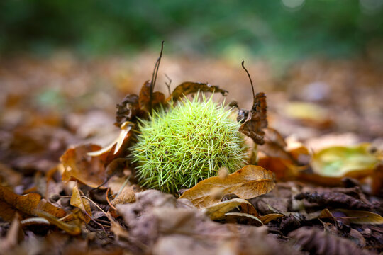 Green Spiny Seed Pod on Autumn Forest Floor