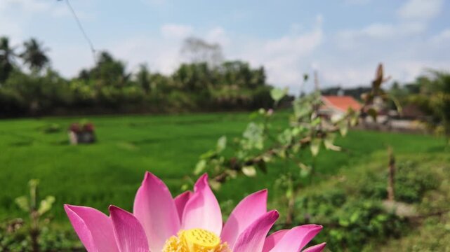 Slow motion. A bug fliyng over a pink lotus flower in foreground with lush green rice terraces in Ubud Bali, shallow depth of field showcasing serene tropical nature