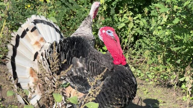 Turkey gobbler and turkey hens in the grass.