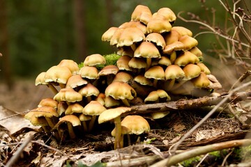 opieńka miodowa w skupisku  © Sylwester