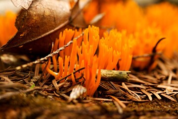 pięknorogi pomarańczowe w skupisku leśnym  © Sylwester