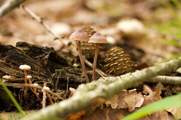 grzybówka krwawa zbliżenie  © Sylwester