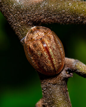 Beetle