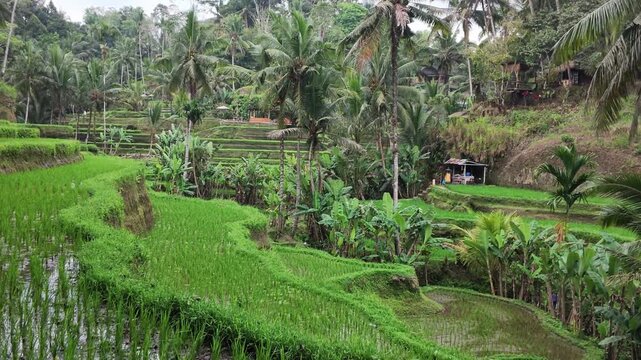 Tegallalang rice terraces in Bali with lush tropical palm trees, traditional irrigation system, terraced agricultural landscape for travel and nature tourism concepts