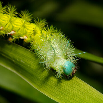 Caterpillar