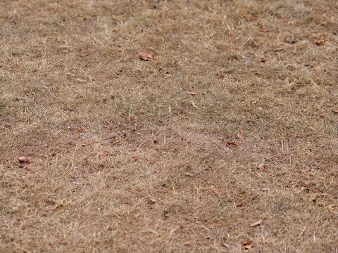 Dry withered yellow grass field texture ground top view background concept of drought heat environment lawn damage global warming change lawncare backdrop