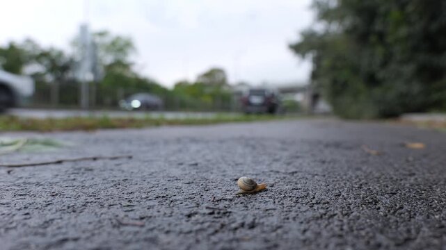Little snail crossing a dangerous road with traffic
