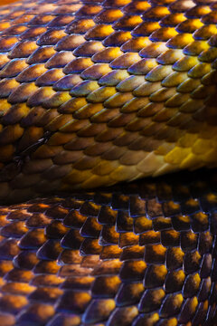 Close-up jade tree python skin. Scales form geometric pattern. Dark background. Natural reptile texture