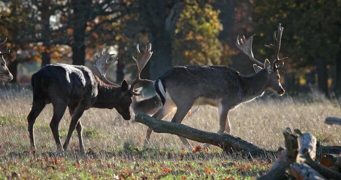 Two fallow deer bucks with large antlers grazing in a sunlit autumn meadow during the rut, showcasing majestic wildlife in its natural forest-edge habitat