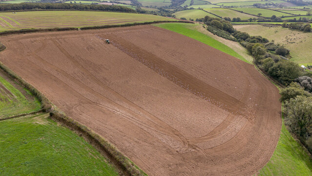 Aerial view of a tractor plowing a large brown field with a flock of birds following behind, surrounded by lush green countryside and hedgerows in Looe, Cornwall, United Kingdom.