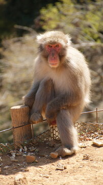 Skeptical Monkey