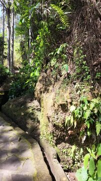 Stone staircase path through lush tropical jungle at Gunung Kawi temple in Bali, mossy rocks, ancient ruins, waterfall background, nature walk, peaceful sanctuary, travel, exploration, heritage site