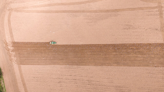 Aerial view of a tractor plowing a large brown field with a flock of seagulls following behind in the rural landscape of Looe, Cornwall, United Kingdom.