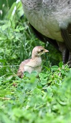 Obraz premium Little baby peafowl chick exploring nature outdoors