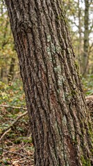 Fototapeta premium trunk of a tree