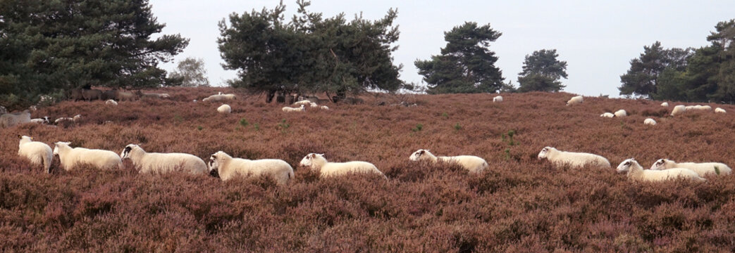Sheep are grazing in a blooming heath landscape, characterized by purple-pink heather across the field. The sheep form a line as they wander through the dense vegetation