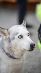 Husky with striking blue eyes looking up during a pet event © Stas
