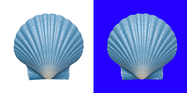 A single blue seashell scallop marine object for your summer beach design project transparent png