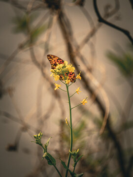 Mariposa en Flor