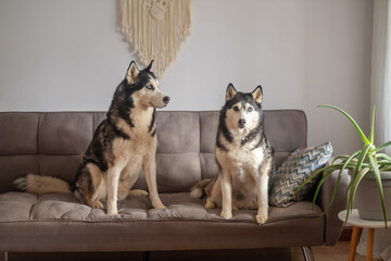 Pair of husky dogs sits on sofa near plant and macrame wall decor, sitting straight and waiting for command, moment impossible to stage. Wide shot. Concept of two huskies sitting on home sofa © iwavephoto