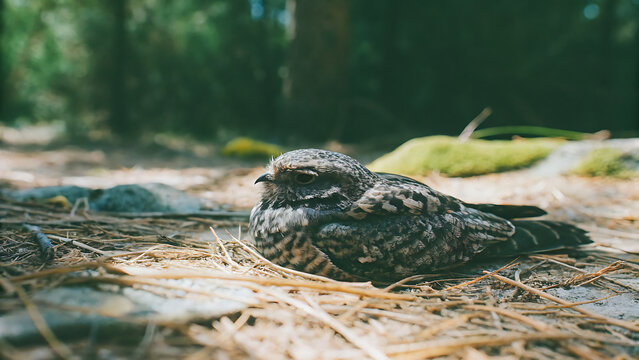 Camouflaged nighthawk resting on the forest floor in natural habitat